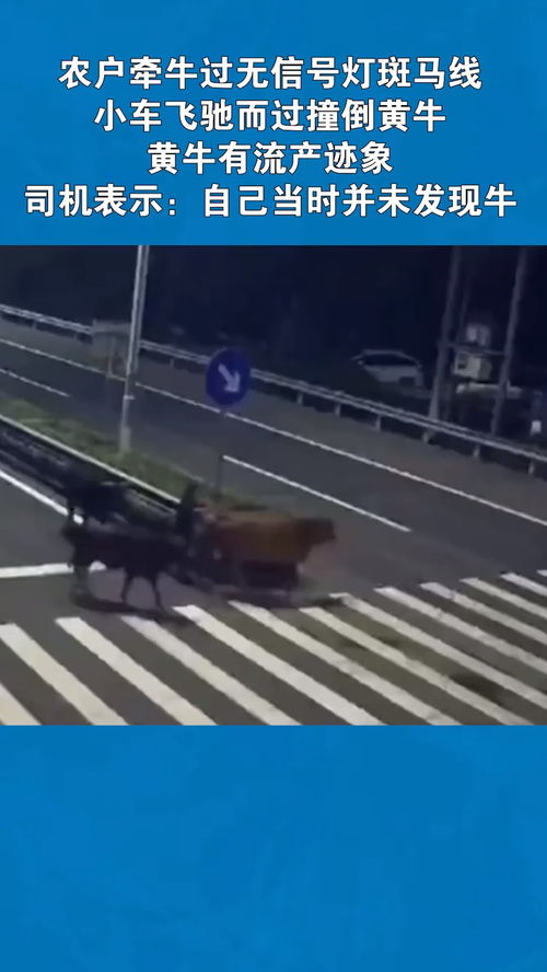 農(nóng)戶牽牛過無信號燈斑馬線,小車飛馳而過撞倒黃牛,黃牛有流產(chǎn)跡象,司機(jī)表示 自己當(dāng)時并未發(fā)現(xiàn)牛 交通安全 經(jīng)紀(jì)人小薇